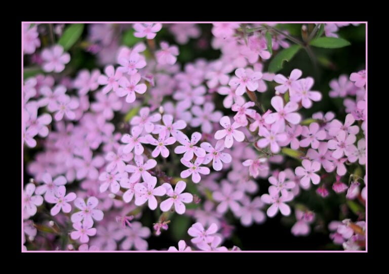 A cluster of delicate pink flowers with five petals each, some with visible darker pink centers, against a blurred green foliage background.