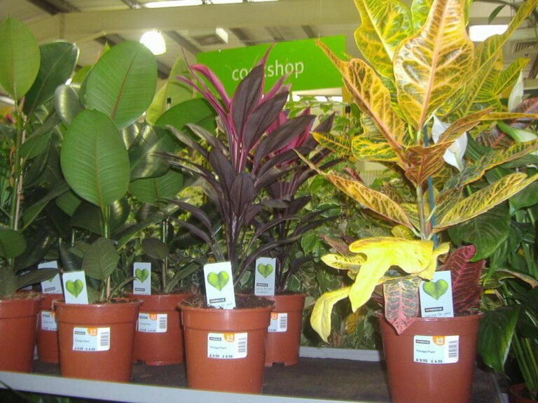 Assorted potted plants for sale on a shelf, with colorful foliage including green, yellow, and purple leaves, price tags visible, and a "conshop" sign in the background.