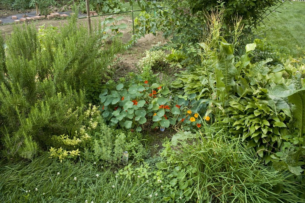 A lush garden with a variety of plants, including tall green shrubs, nasturtiums with bright orange flowers, and large leafy greens.