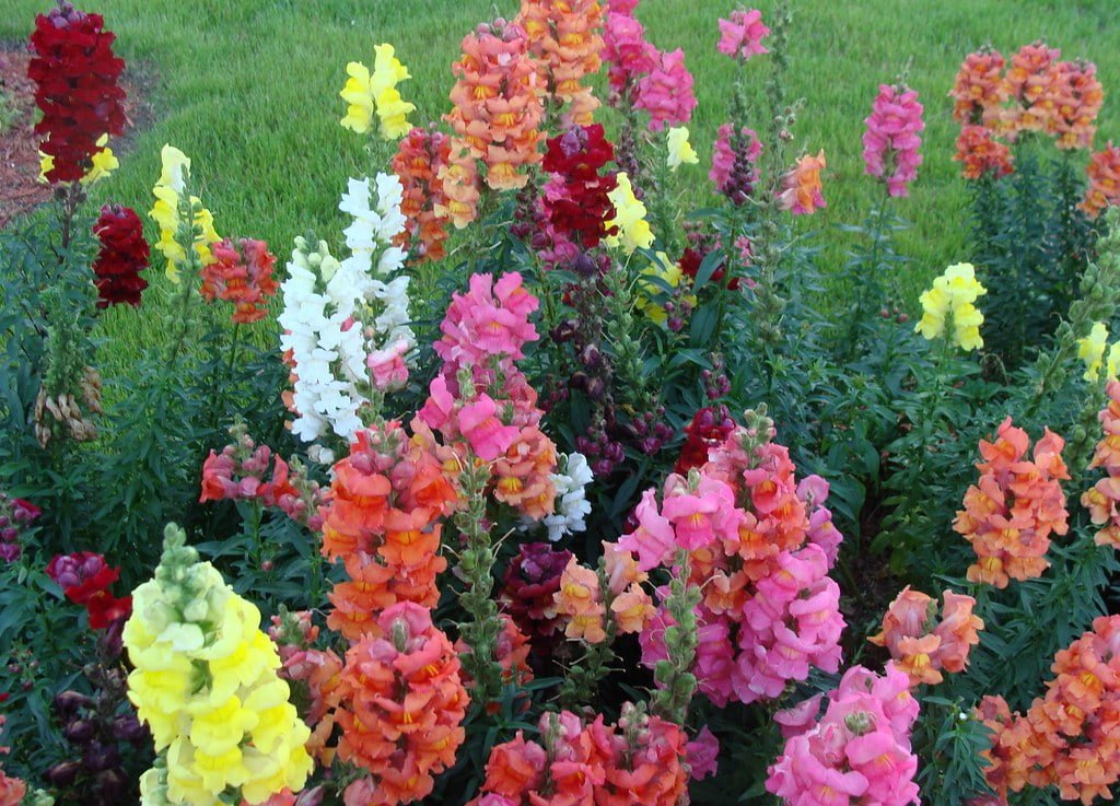 Understanding the Causes and Solutions for Dead Snapdragons – Planting Guys