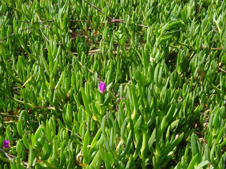 A dense growth of green succulent plants with fleshy leaves, with a couple of bright purple flowers blooming among them.