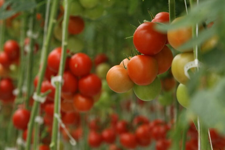 Ripe and unripe tomatoes hanging on the vine in a greenhouse with a depth of field focus.
