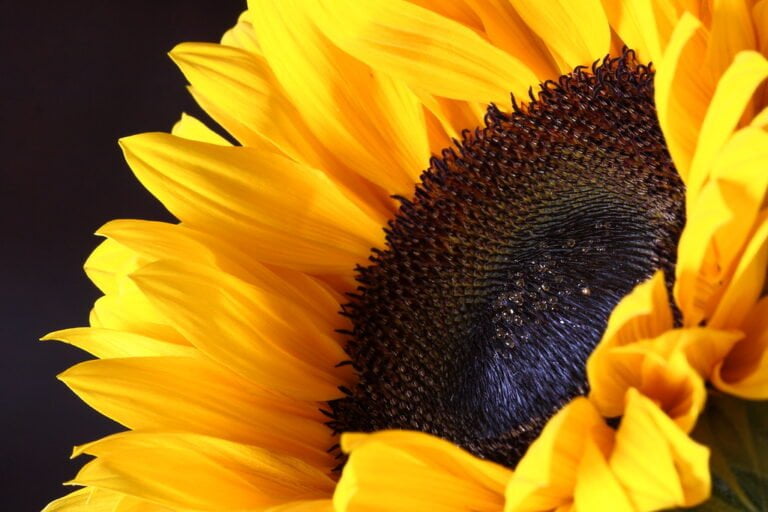 A close-up of a bright yellow sunflower with a dark brown center against a dark background.