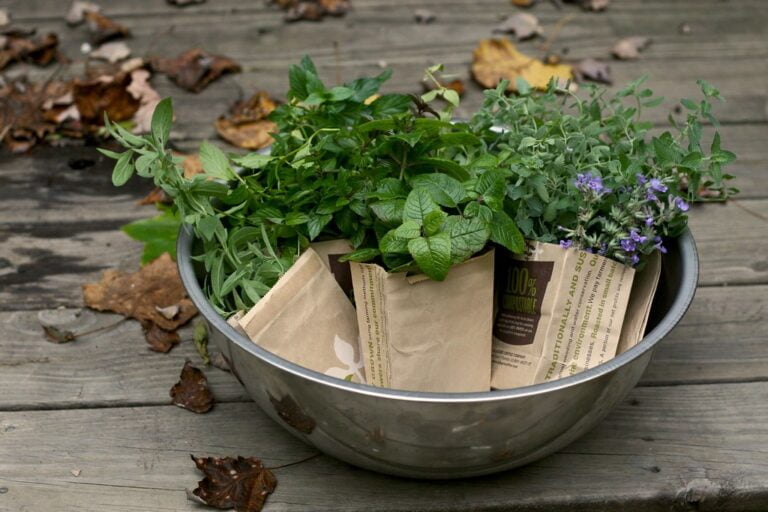 A bowl of various fresh herbs and a paper seed packet on a wooden deck with scattered leaves.