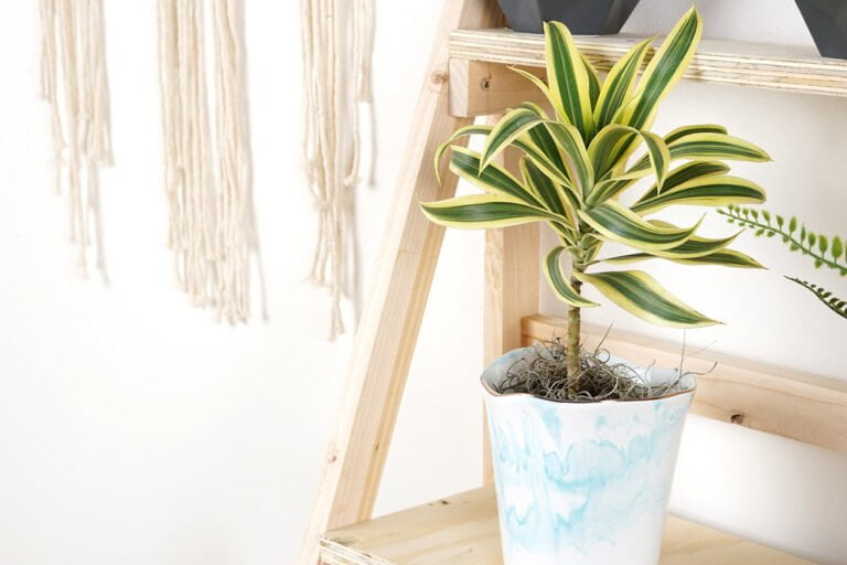 A variegated Dracaena plant in a white and blue marbled pot on a wooden shelf, with a cream-colored macrame hanging in the background.