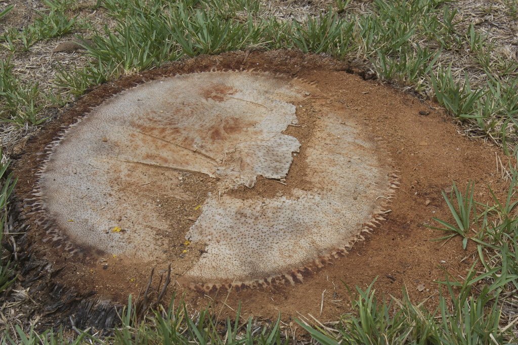 Effective Methods for Removing Palm Tree Stumps Planting Guys