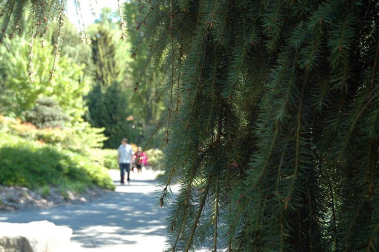 A close-up of pine tree branches on the right with a softly focused background of a park pathway where two people are walking.