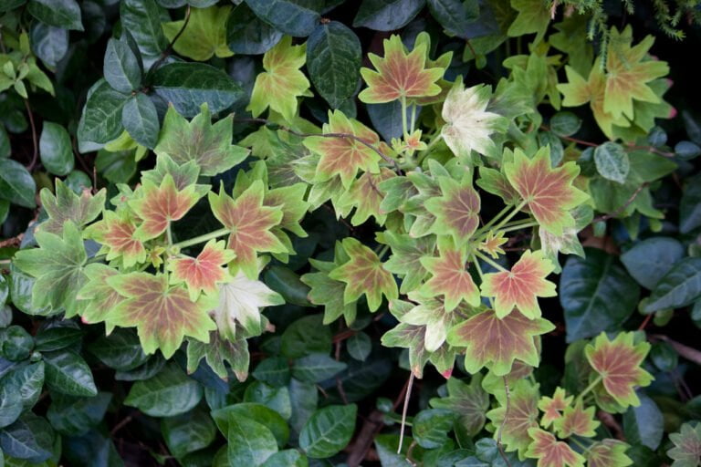 Multicolored leaves with shades of green, yellow, and red against a backdrop of dark green ivy.