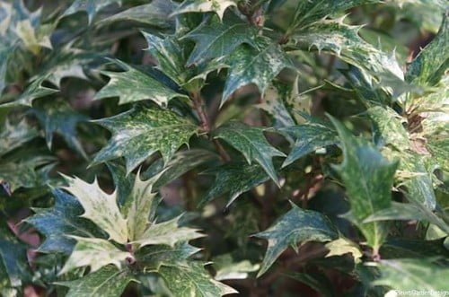 Close-up of variegated English holly leaves with green and cream colors.