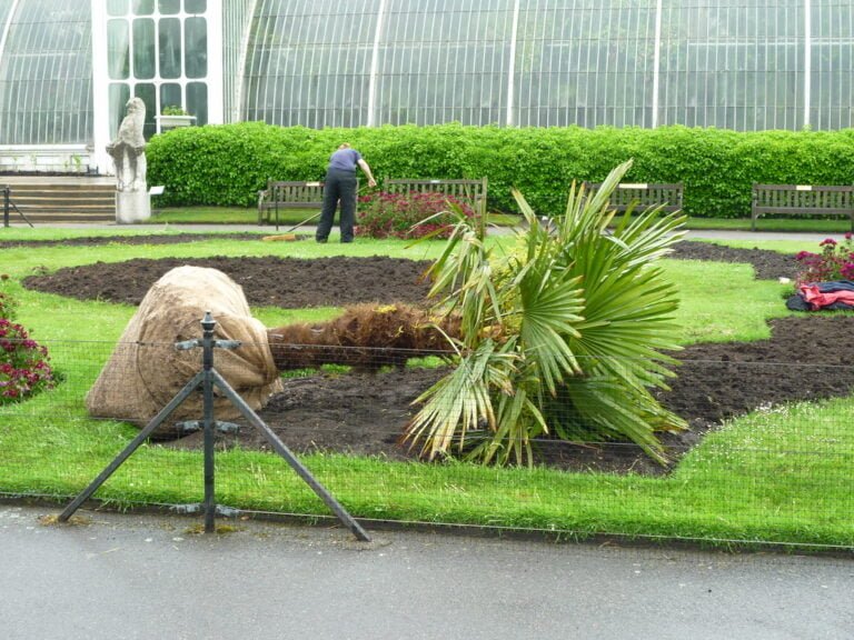 A palm tree is being planted in a garden; it's supported by a wooden tripod structure, with its root ball wrapped in burlap. In the background, a person is gardening near a greenhouse with a classical design, and hedges line the well-maintained area with flowerbeds.