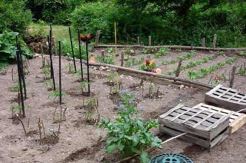 A vegetable garden with young plants and stakes, featuring several chickens roaming among the beds, wooden pallets on the side, and lush greenery in the background.