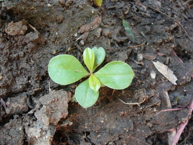 A four-leaf clover growing in dark, rich soil, surrounded by small pieces of dried foliage and twigs.