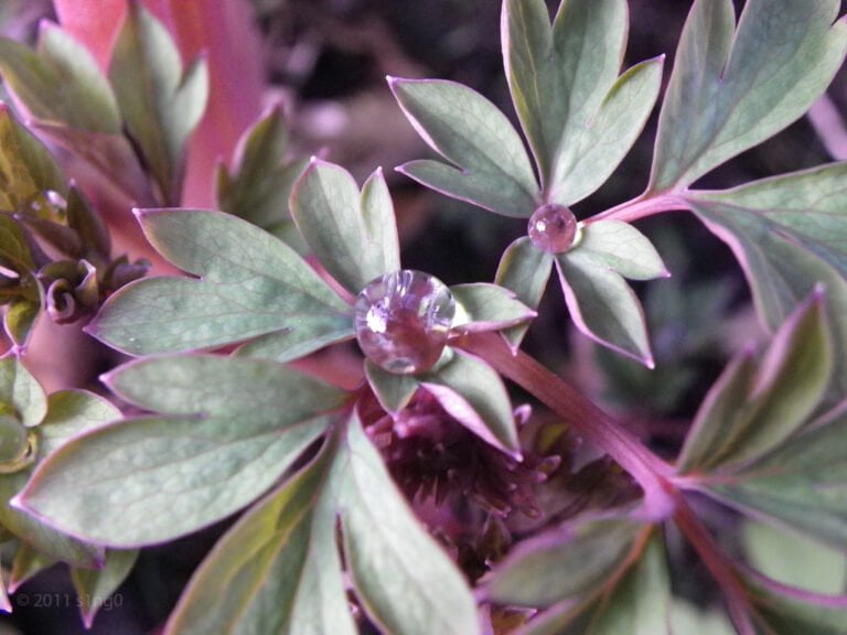 Close-up of green and purple leaves with large water droplets resting on them.