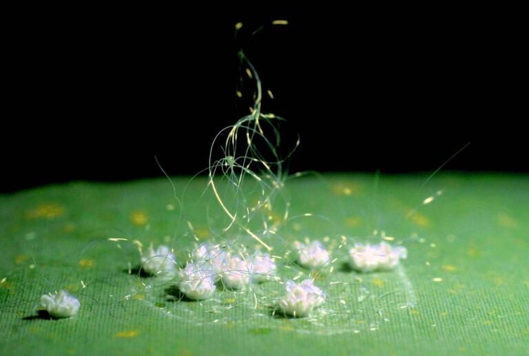 Dandelion seeds scattered on a green surface with some seeds in mid-air, showing dynamic movement against a dark background.