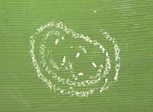 A simple line drawing of a smiley face etched into a green leaf surface.