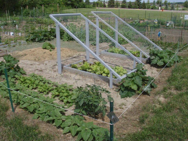 A community garden with various vegetables growing in plots, protected by a wire mesh structure, under a clear sky.