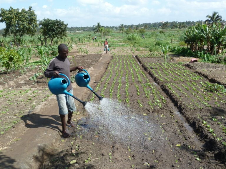 A person watering crops with two blue watering cans in a field.