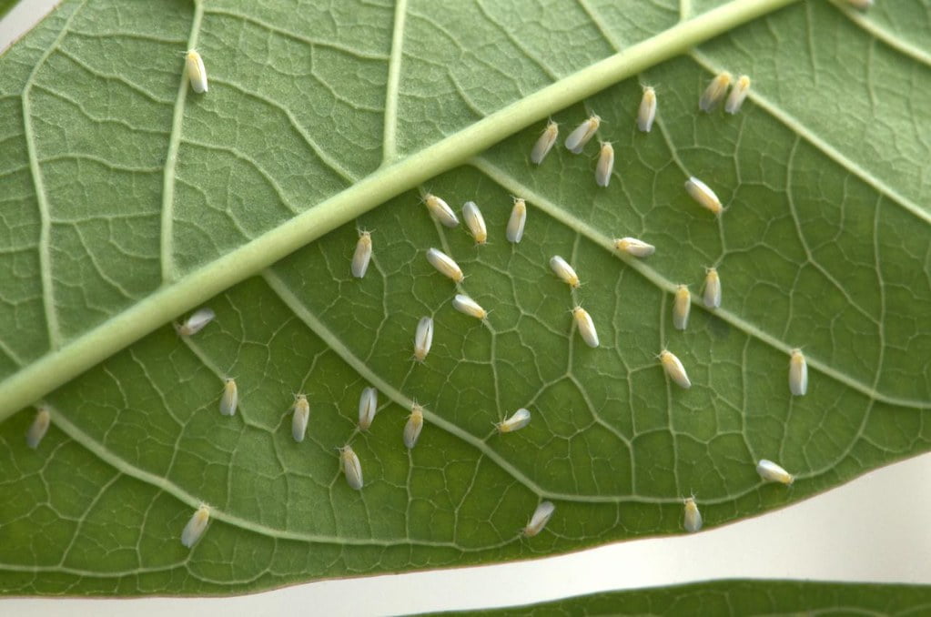Close-up of insect eggs neatly aligned along the veins on the underside of a green leaf.