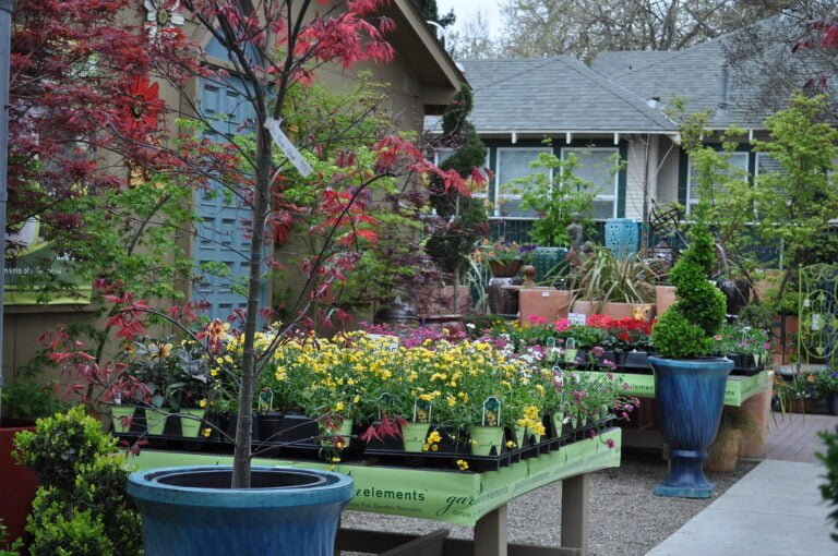 A vibrant nursery with a variety of colorful flowering plants, pots, and garden decorations, with a residential house in the background.