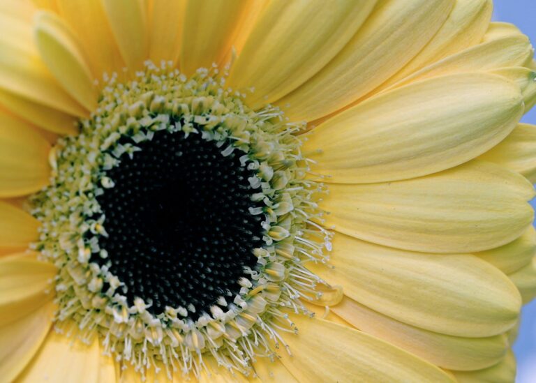Close-up of a yellow sunflower with the focus on its vibrant petals and dark center filled with seeds.