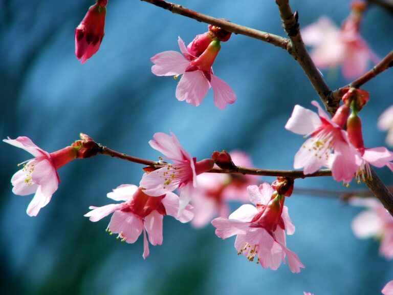 Branches of cherry blossoms with pink petals and prominent stamens against a blurred blue background.