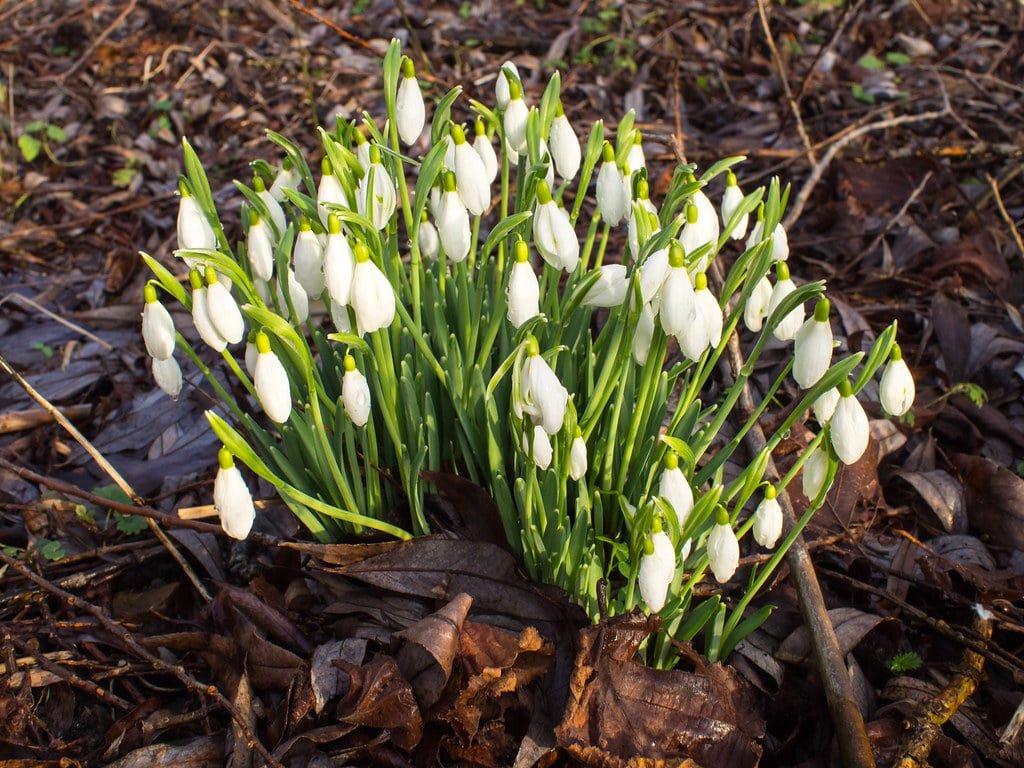 A cluster of white snowdrop flowers emerging from brown leaf litter on the ground.