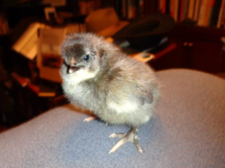 A fluffy chick standing on a fabric surface with a slightly blurred background featuring a room with books.