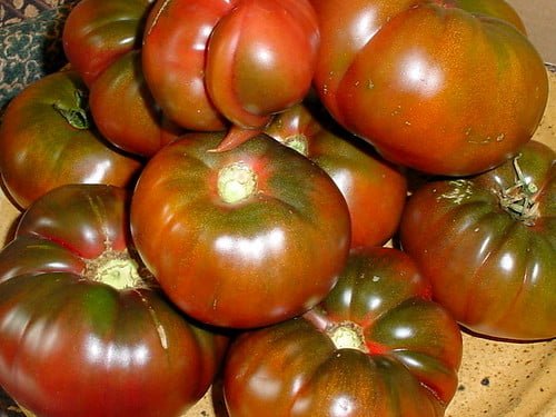 A collection of ripe, multicolored heirloom tomatoes with a glossy appearance displayed on a surface.