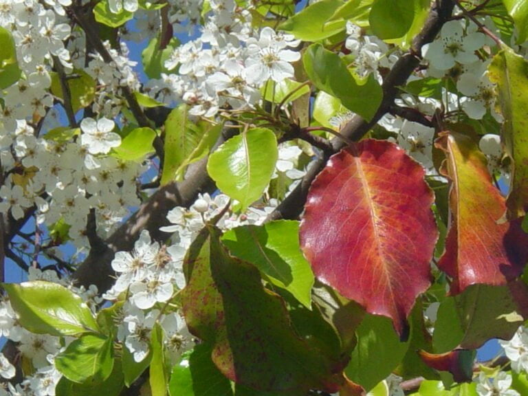White blossoms and green leaves on a tree branch with blue sky in the background, including a few red leaves indicating seasonal change.