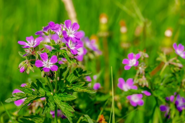 Close-up of vibrant purple flowers with green leaves against a blurred green grass background.