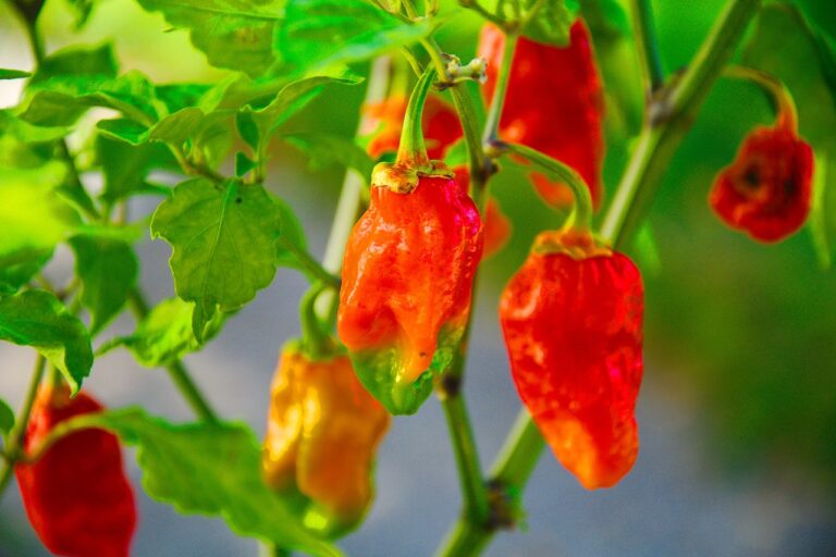 Ripe red peppers hanging on a plant with green leaves, illuminated by sunlight.