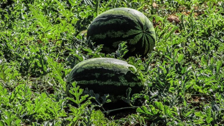 Two watermelons resting among green vines in a watermelon patch under bright sunlight.