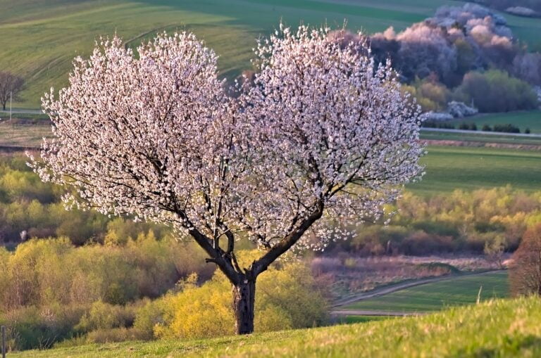 A full-bloomed cherry tree stands prominently in the foreground of a rolling countryside landscape during springtime, with a backdrop of green fields and trees under a soft evening light.
