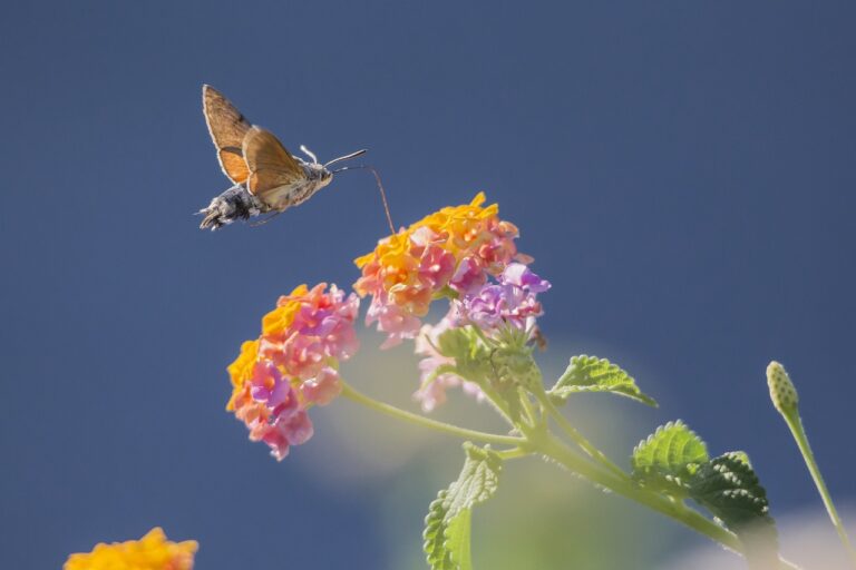 A hummingbird hawk-moth in mid-flight approaching colorful lantana flowers against a clear blue sky.