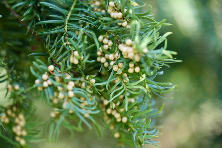Close-up of a green conifer branch with clusters of small, unripe cones amidst needle-like leaves.