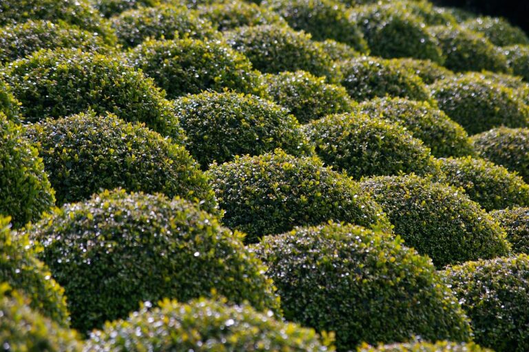 A close-up view of a neatly trimmed hedge maze with sunlight casting highlights on the lush green leaves.
