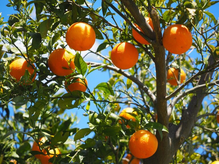 Ripe oranges hanging from the branches of an orange tree against a blue sky background.