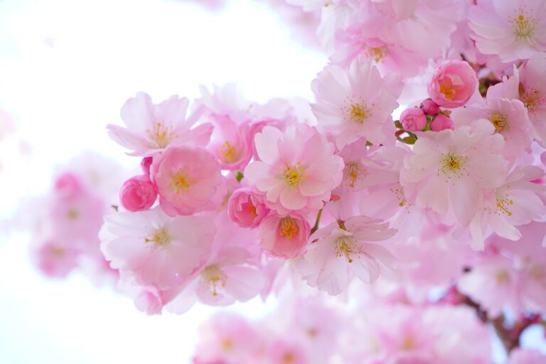 Close-up photograph of delicate pink cherry blossoms against a soft-focused white background.