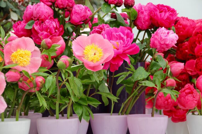 A vibrant display of pink peonies in varying stages of bloom, arranged in purple and white pots.