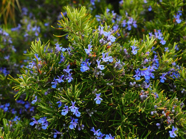 A close-up of rosemary shrubs blossoming with small blue flowers among dense, needle-like green leaves.
