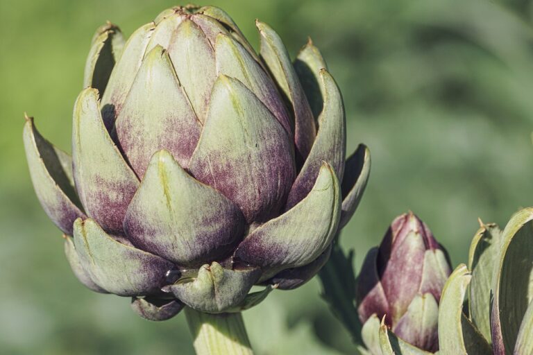 Close-up of a globe artichoke plant with a large, unopened flower head showing purple-tinged green bracts, with a blurred green background.