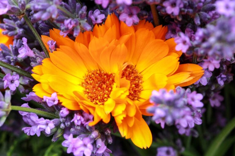 A vibrant orange calendula flower surrounded by delicate purple lavender blooms.