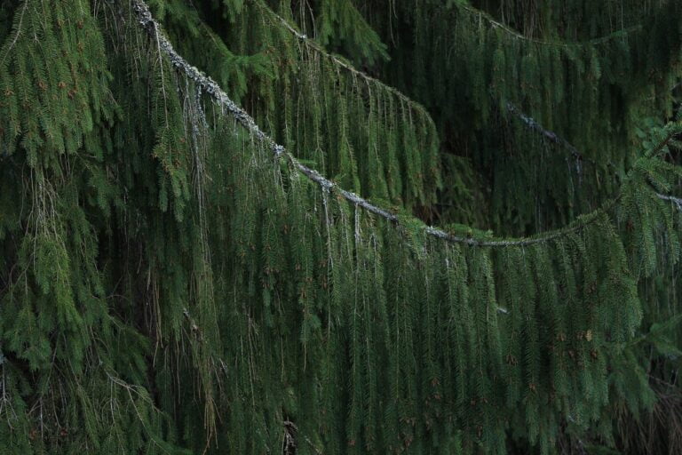 A close-up of a lush green spruce tree branch with hanging foliage covered in lichen.