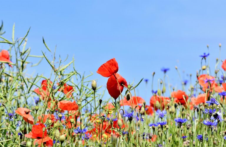 A vibrant field of red poppies and blue wildflowers against a clear blue sky.