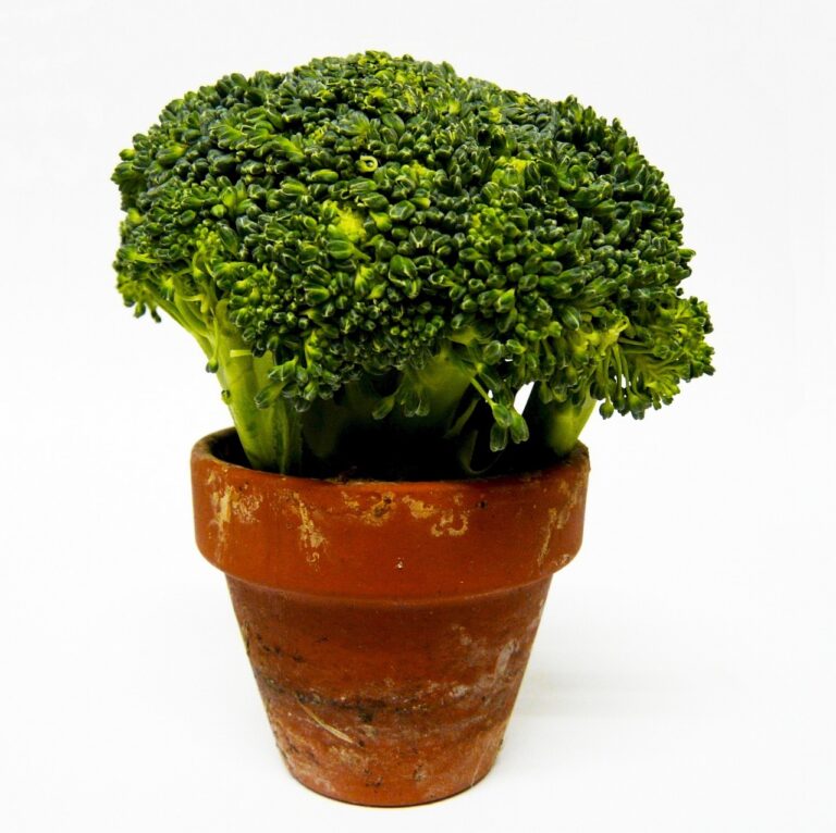 A fresh broccoli head displayed in a classic terra cotta pot against a white background.