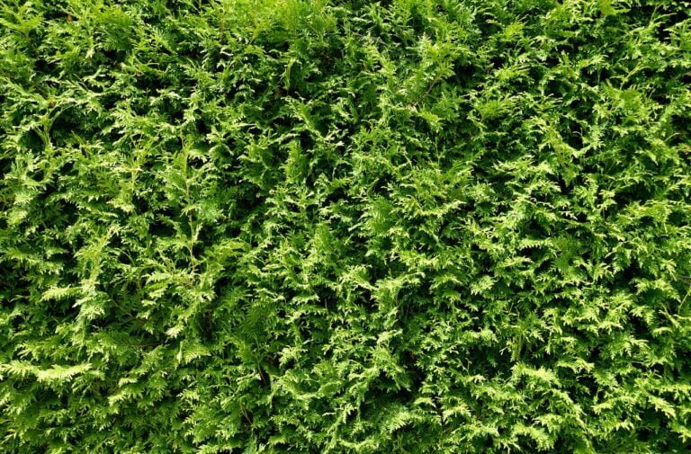 A dense canopy of lush green fern leaves covering the entire frame.