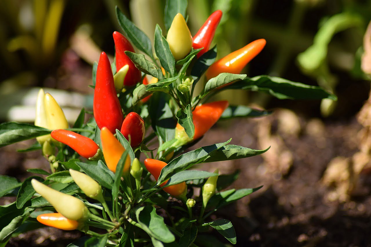 A colorful variety of small, pointed chili peppers ranging from yellow to orange and red, growing on a green bush with a blurred background of soil and plants.