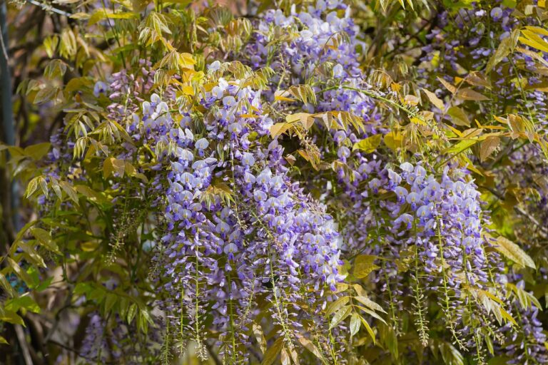 Clusters of purple wisteria flowers in bloom, hanging amidst green and yellow-tinged leaves.