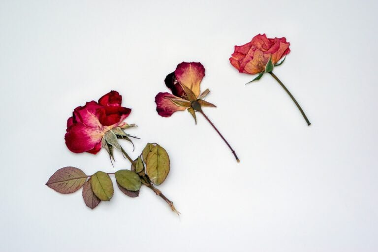 Three dried roses with varying shades of red and pink petals, and green and brown leaves, are scattered against a plain white background.