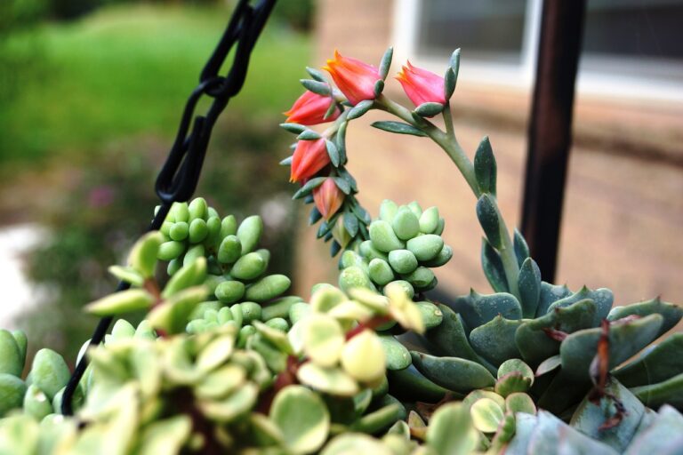 A close-up of various succulent plants with plump leaves, some bearing orange-pink flowers, near a hanging black chain with a blurred garden background.